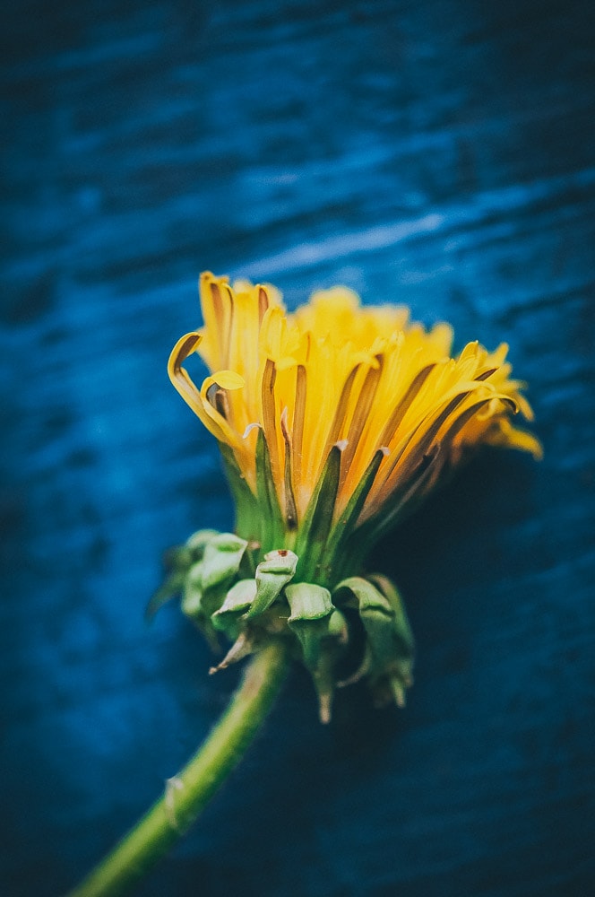 a side view of a yellow dandelion on a royal blue wooden backdrop
