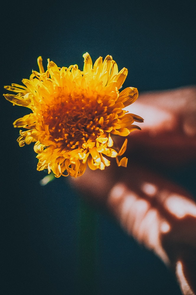 an image of a hand holding a dandelion in a dark room lit by sunlight