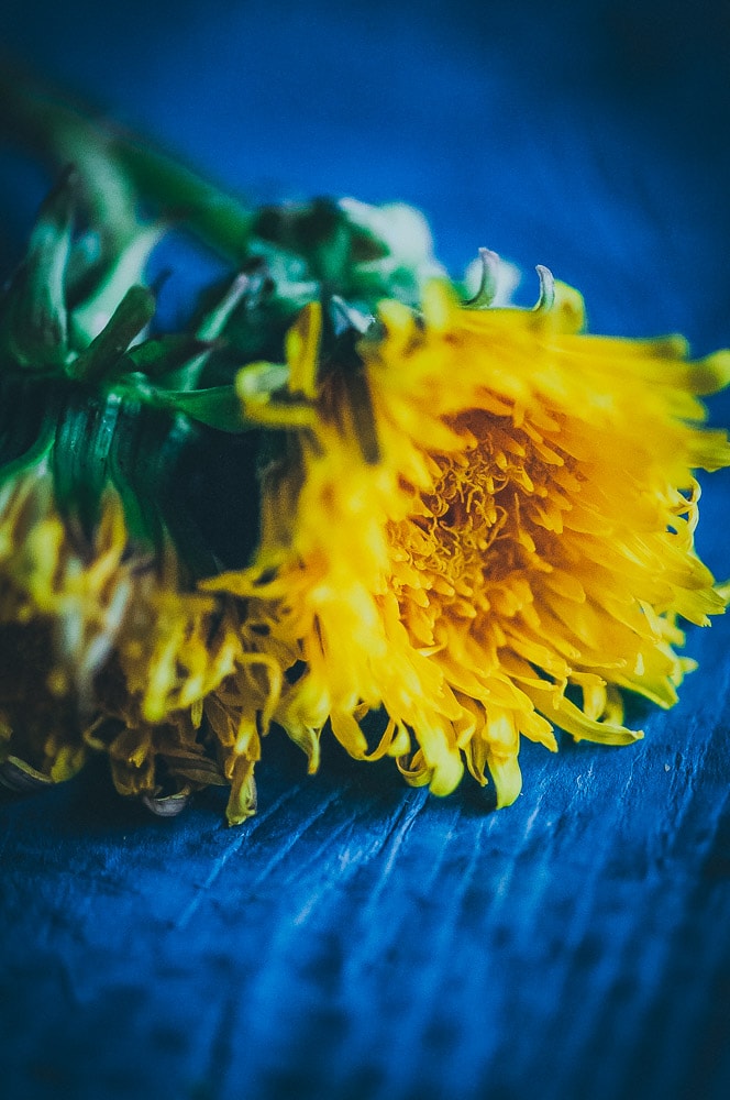 a side view of two dandelion flowers laying on a blue wooden background