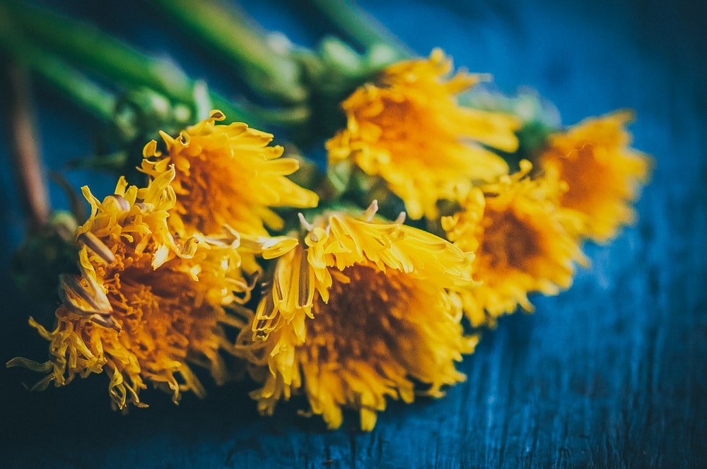 a horizontal image of a bunch of yellow dandelions laying on a bright blue wooden surface
