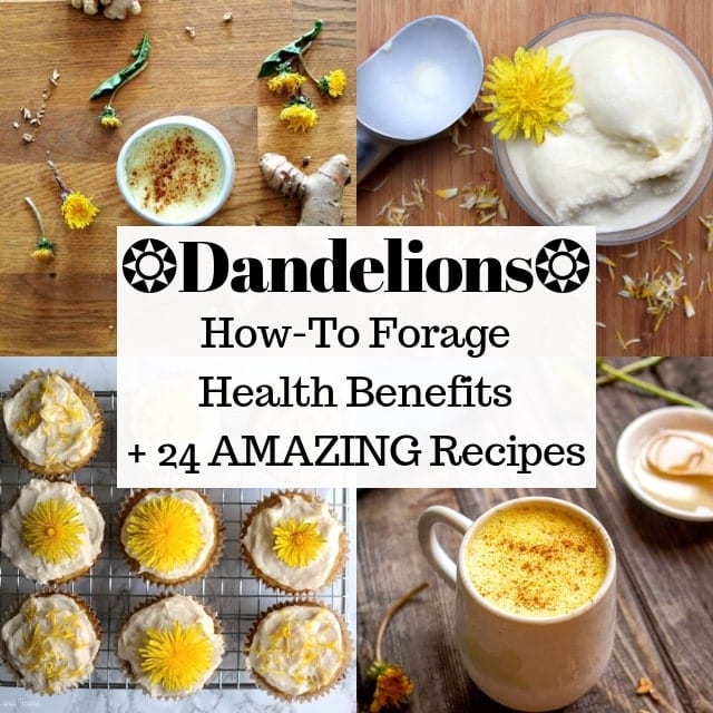 a four image grid of dandelion recipe photos