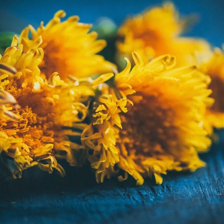 24 Dandelion Recipes + Foraging Tips