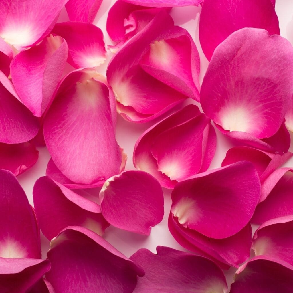 a pile of vibrant pink rose petals 