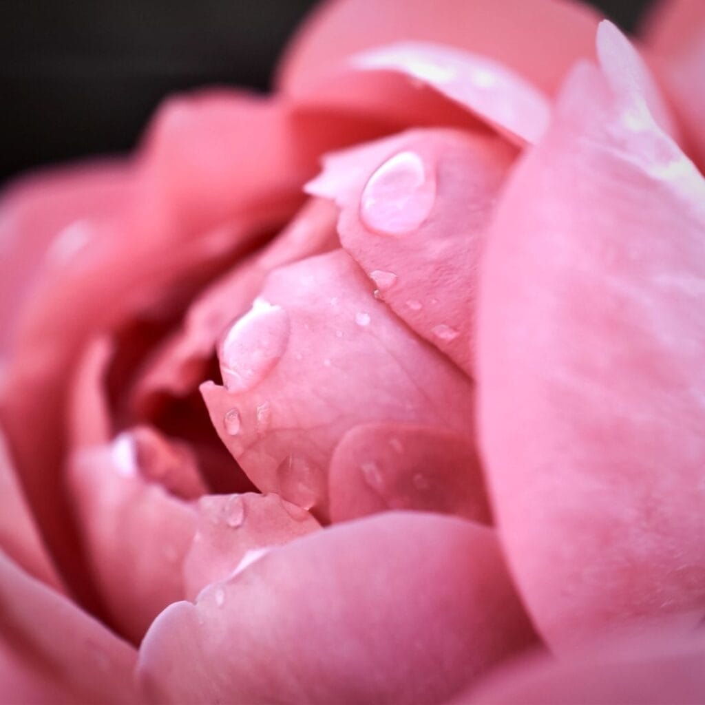 a close up of a blooming pink rose with dew drops