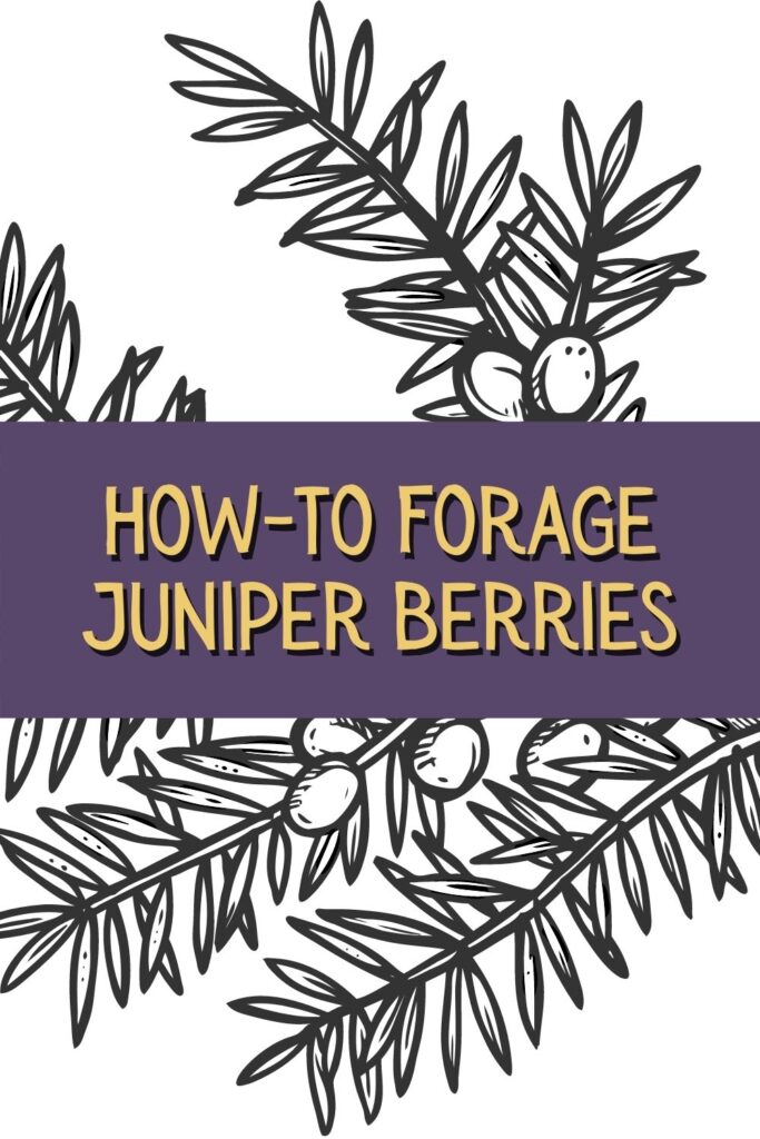 foraging juniper berries graphic image
