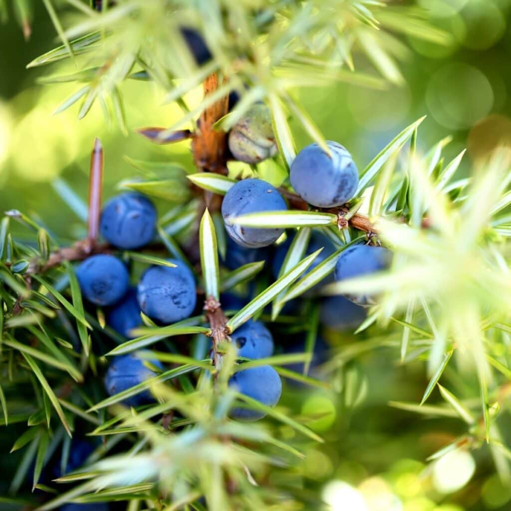 a close up macro shot of juniper berries