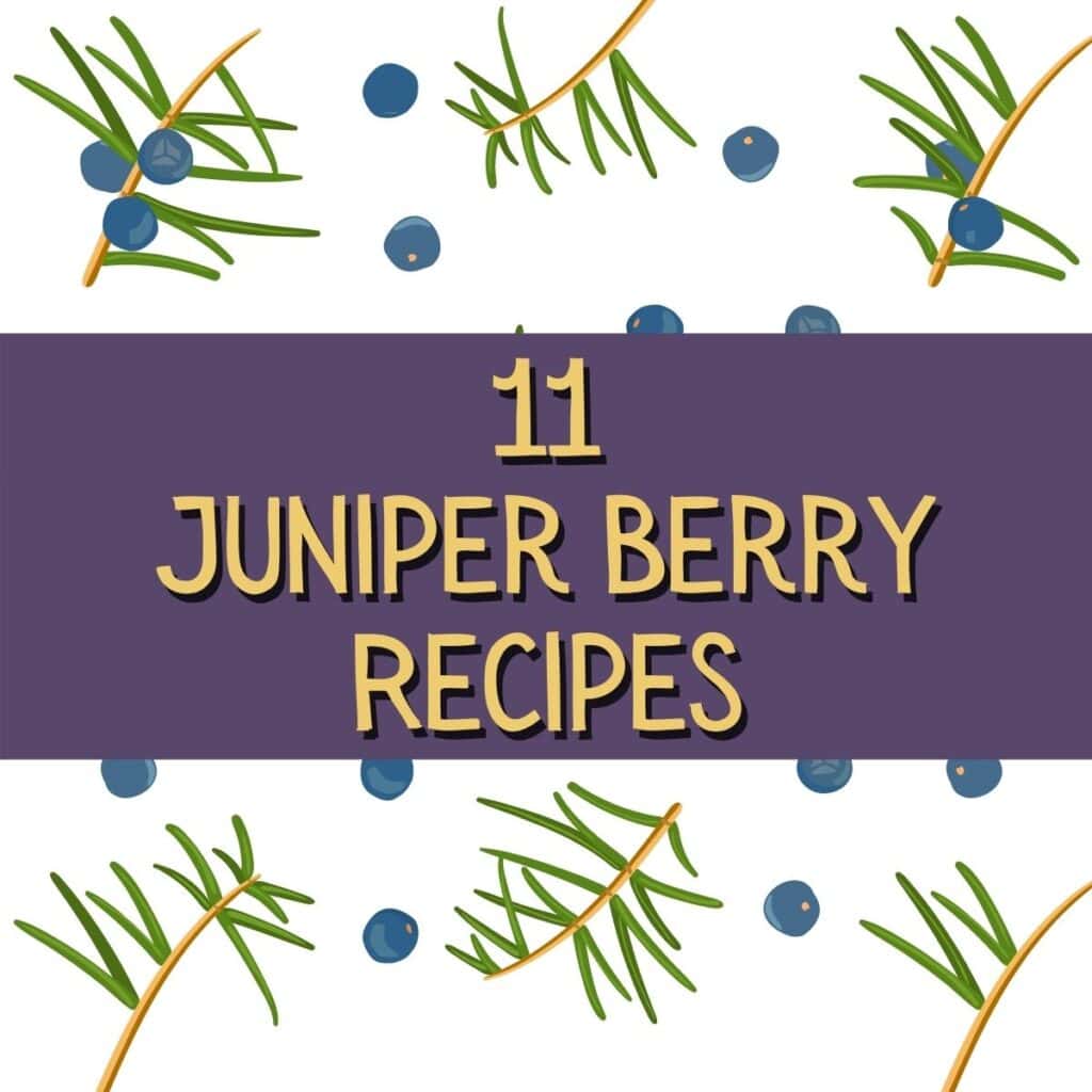juniper berry recipes square graphic