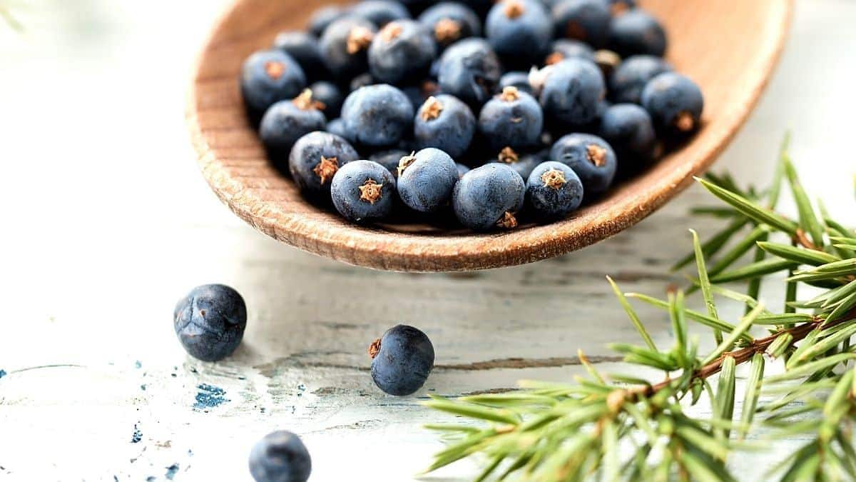 Foraging Juniper Berries {Benefits And Uses} - It's My Sustainable