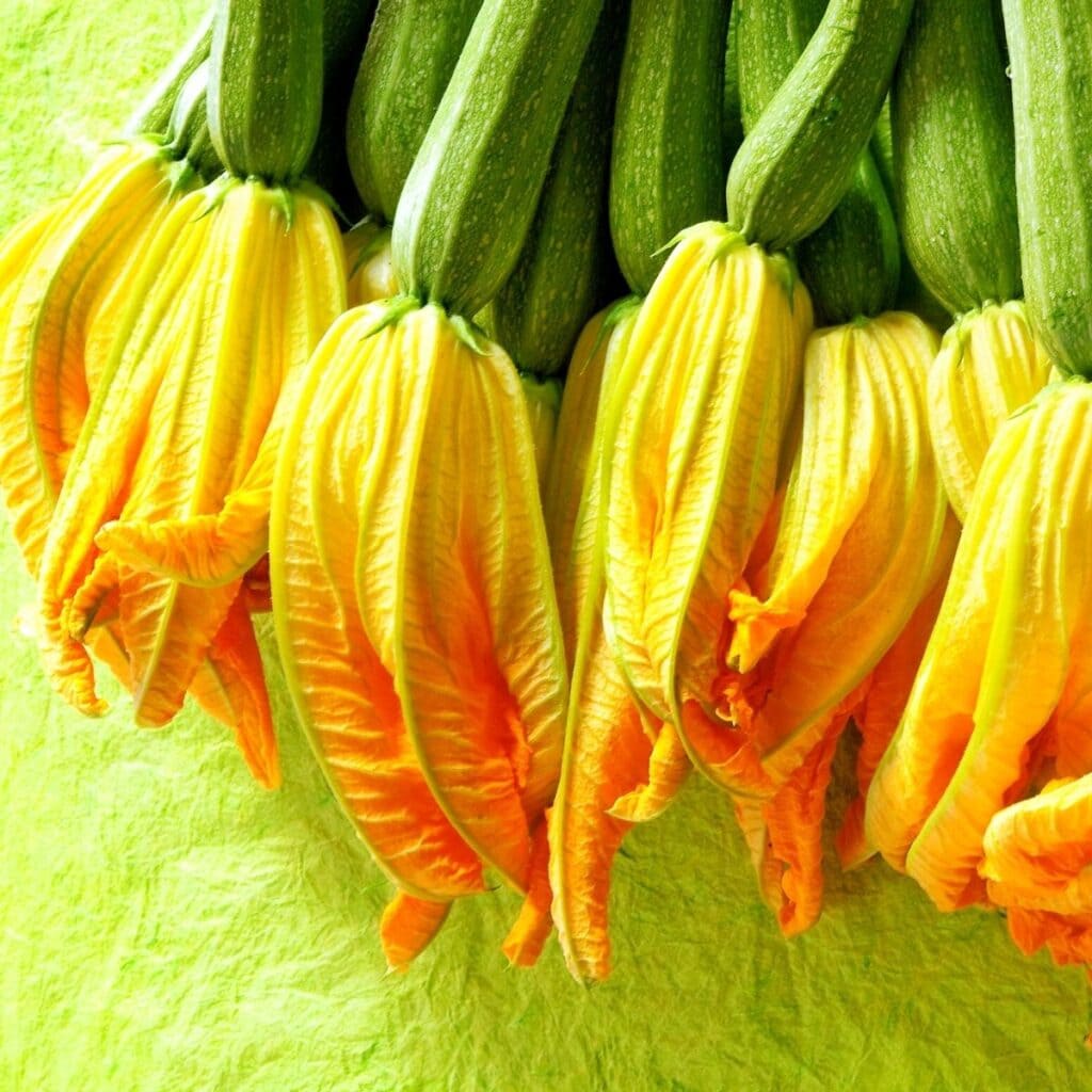 a bunch of bright yellow zucchini flowers gathered together