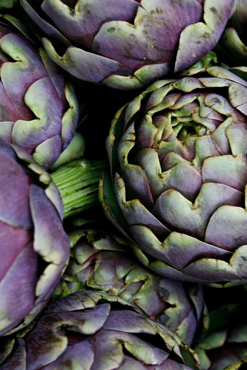 fresh artichokes