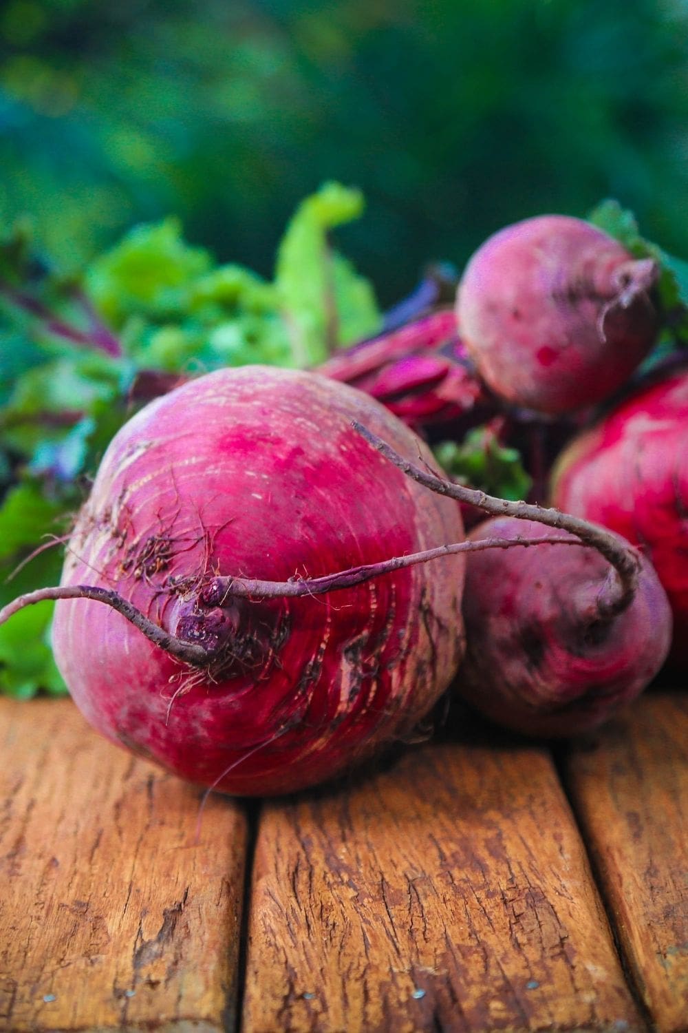 beetroot fresh from the garden