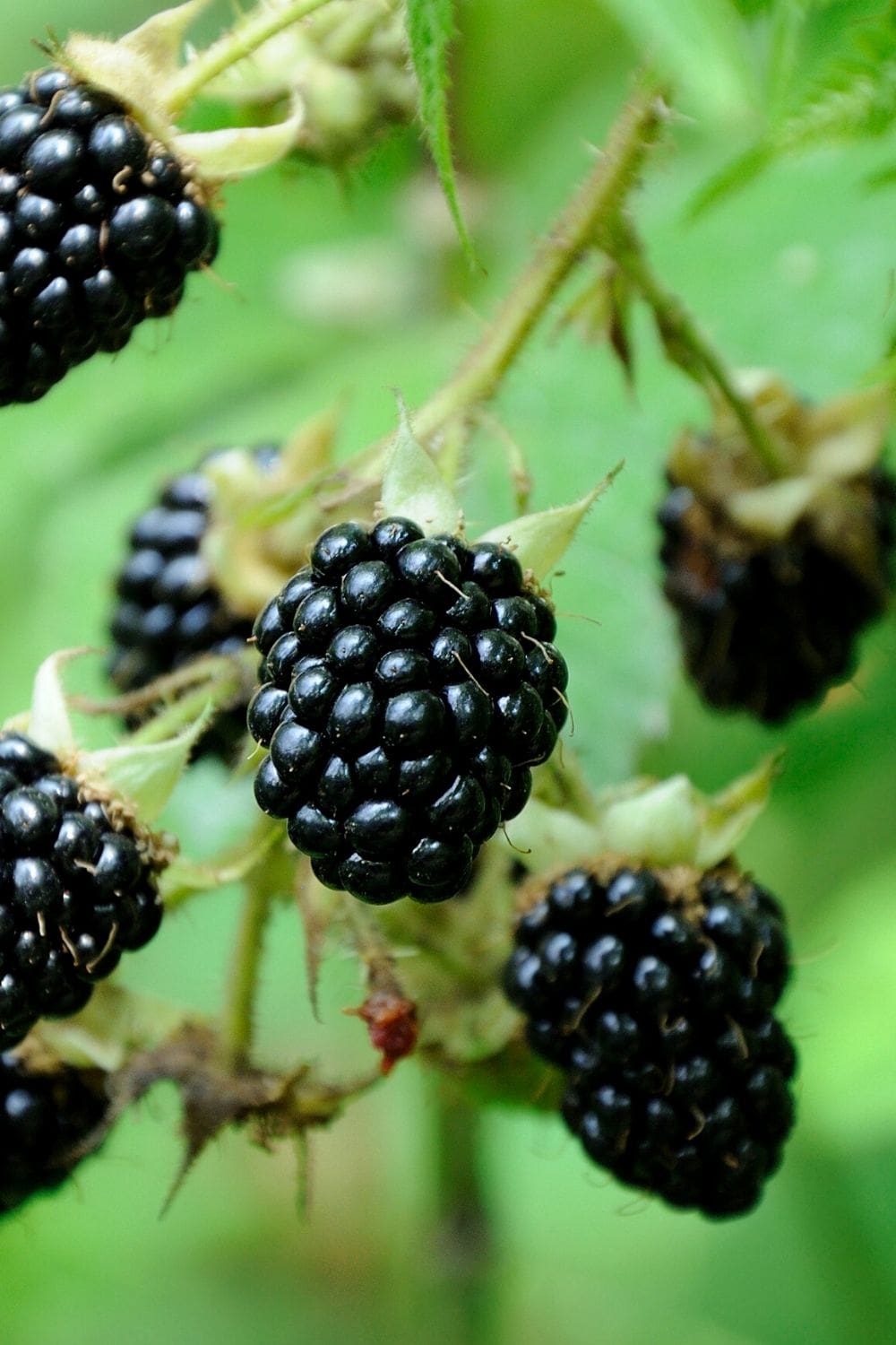 blackberries on the vine