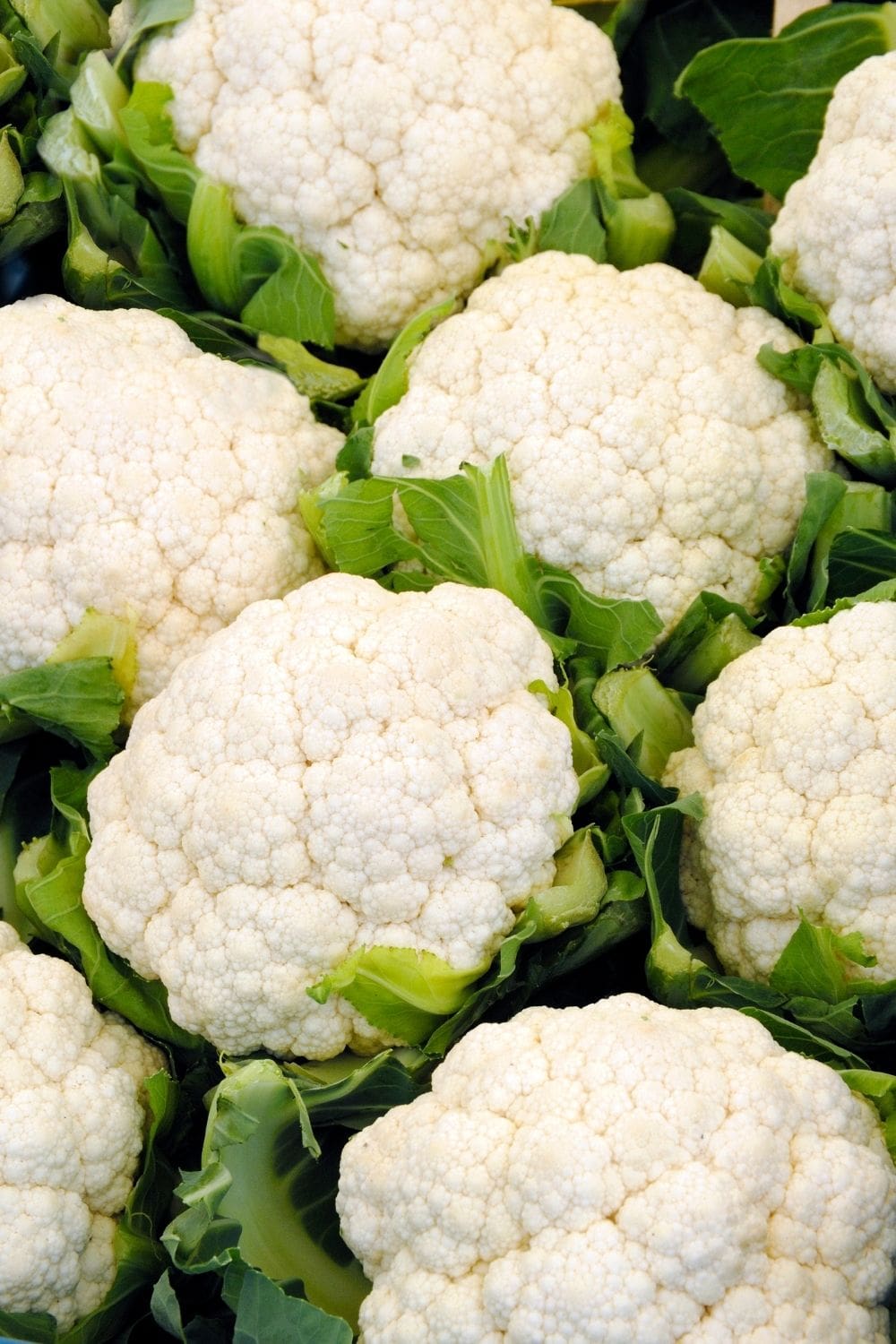 heads of cauliflower