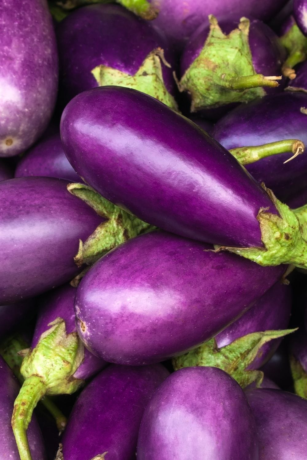 bright purple eggplant aubergine