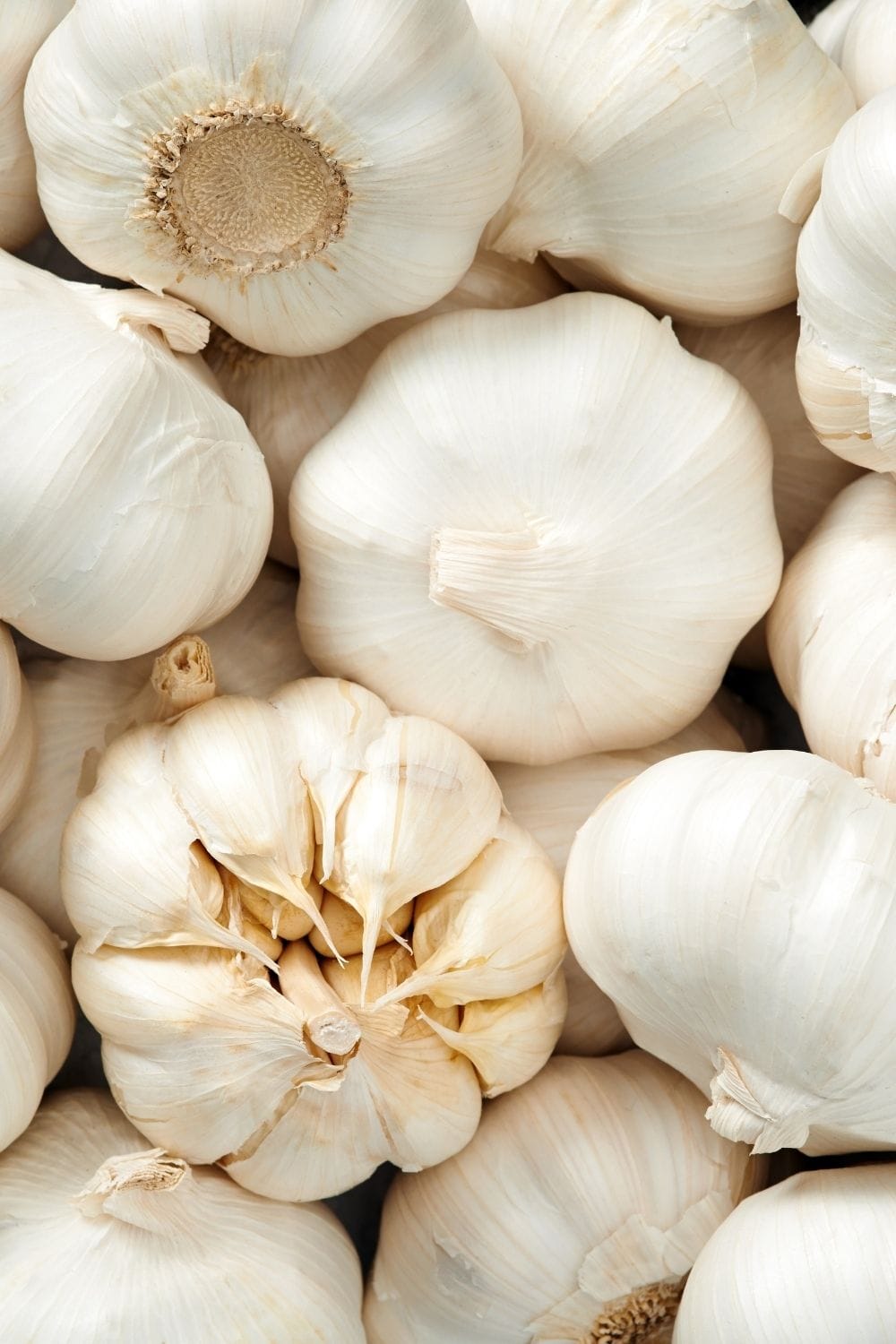 heads of fresh garlic