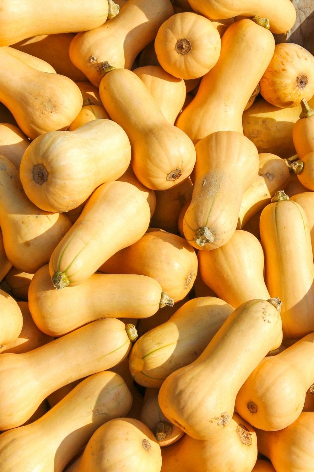 butternut squash in october