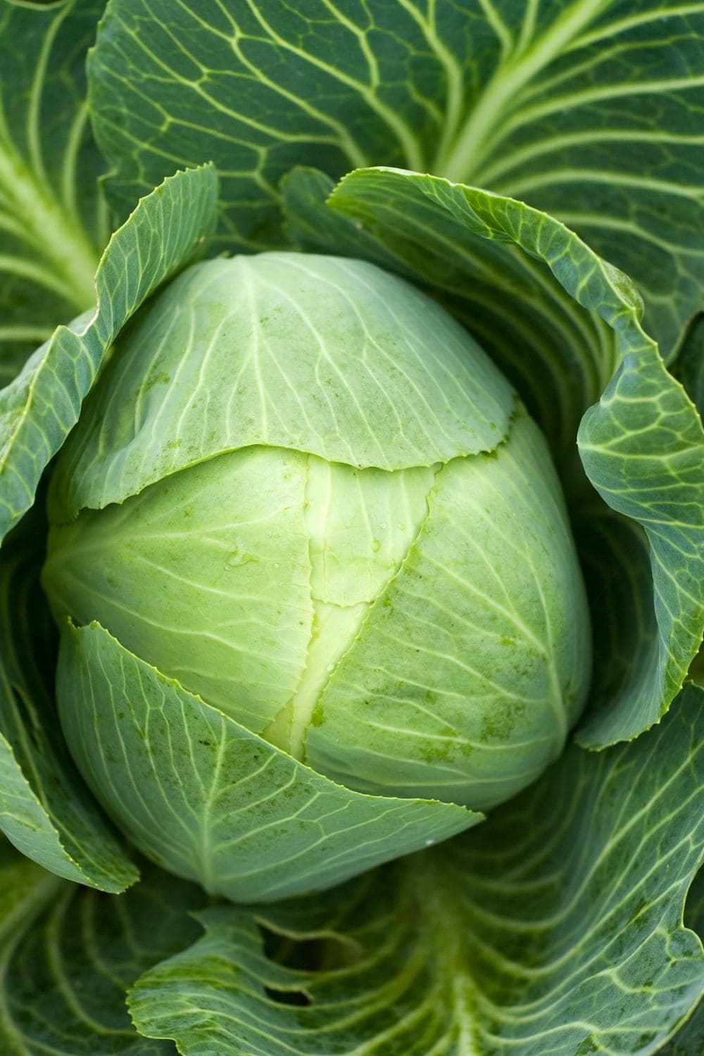 a head of green cabbage