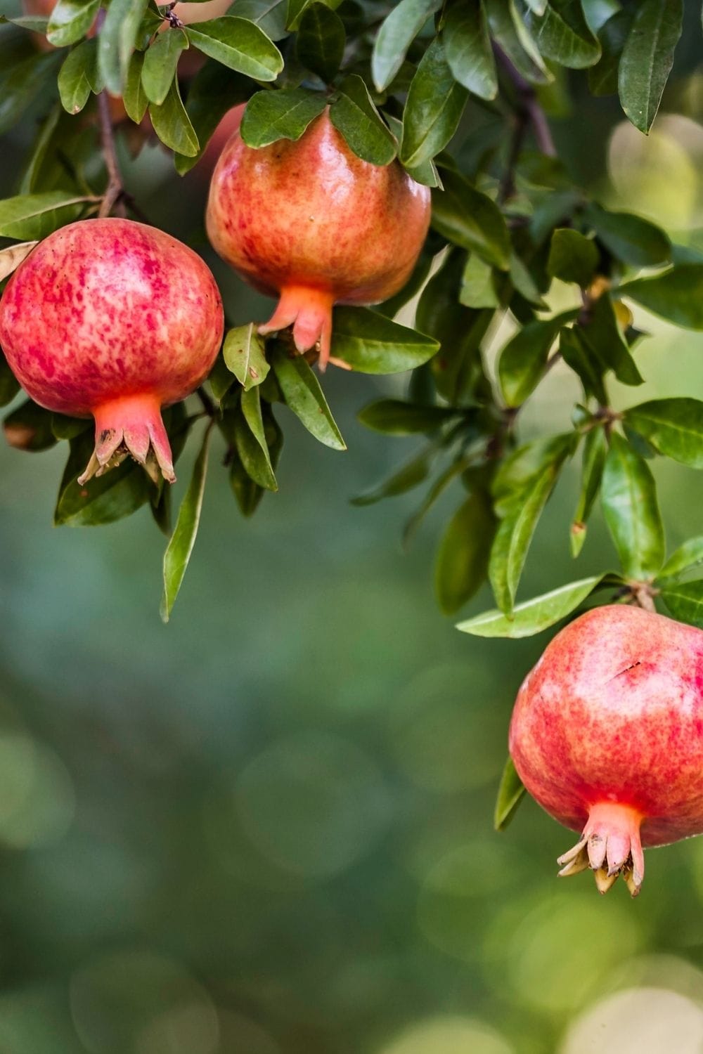 pomegranates hanging from a tree