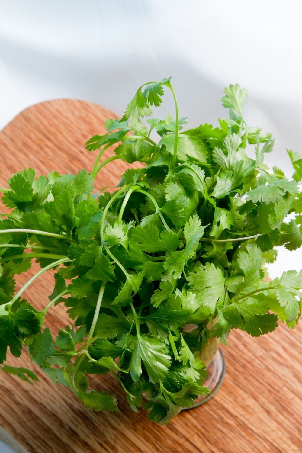 fresh cilantro leaves can substitute lemongrass in cooking