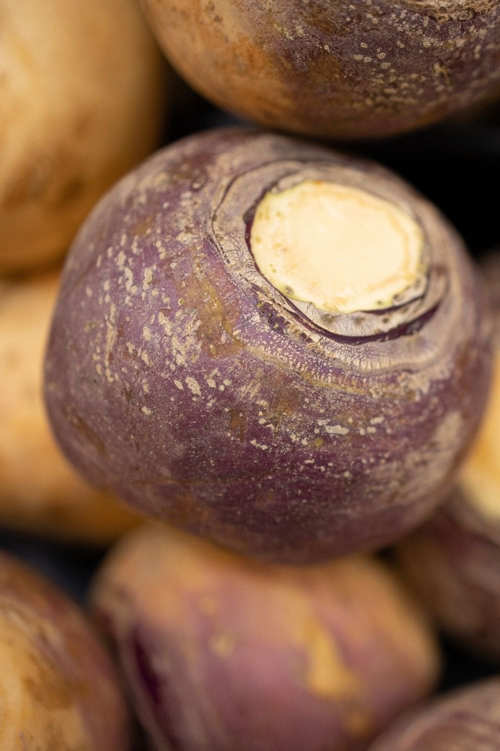 rutabaga