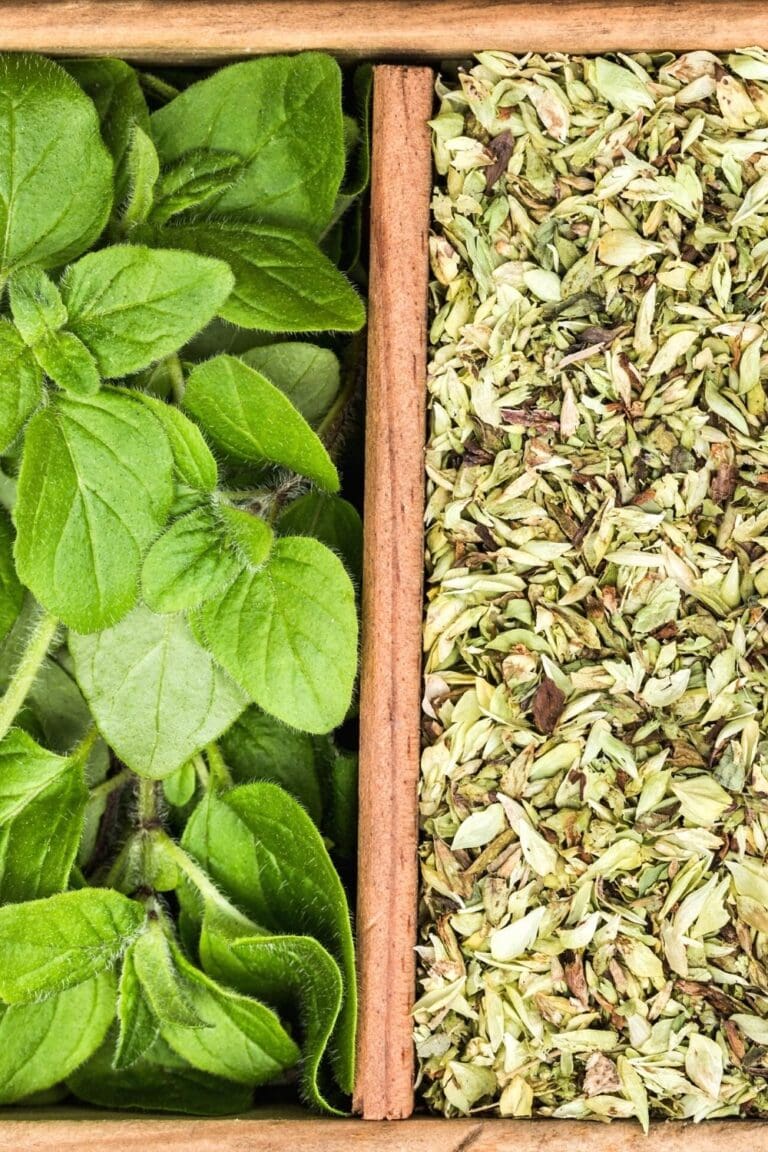 5 Best Oregano Substitutes MOON and spoon and yum
