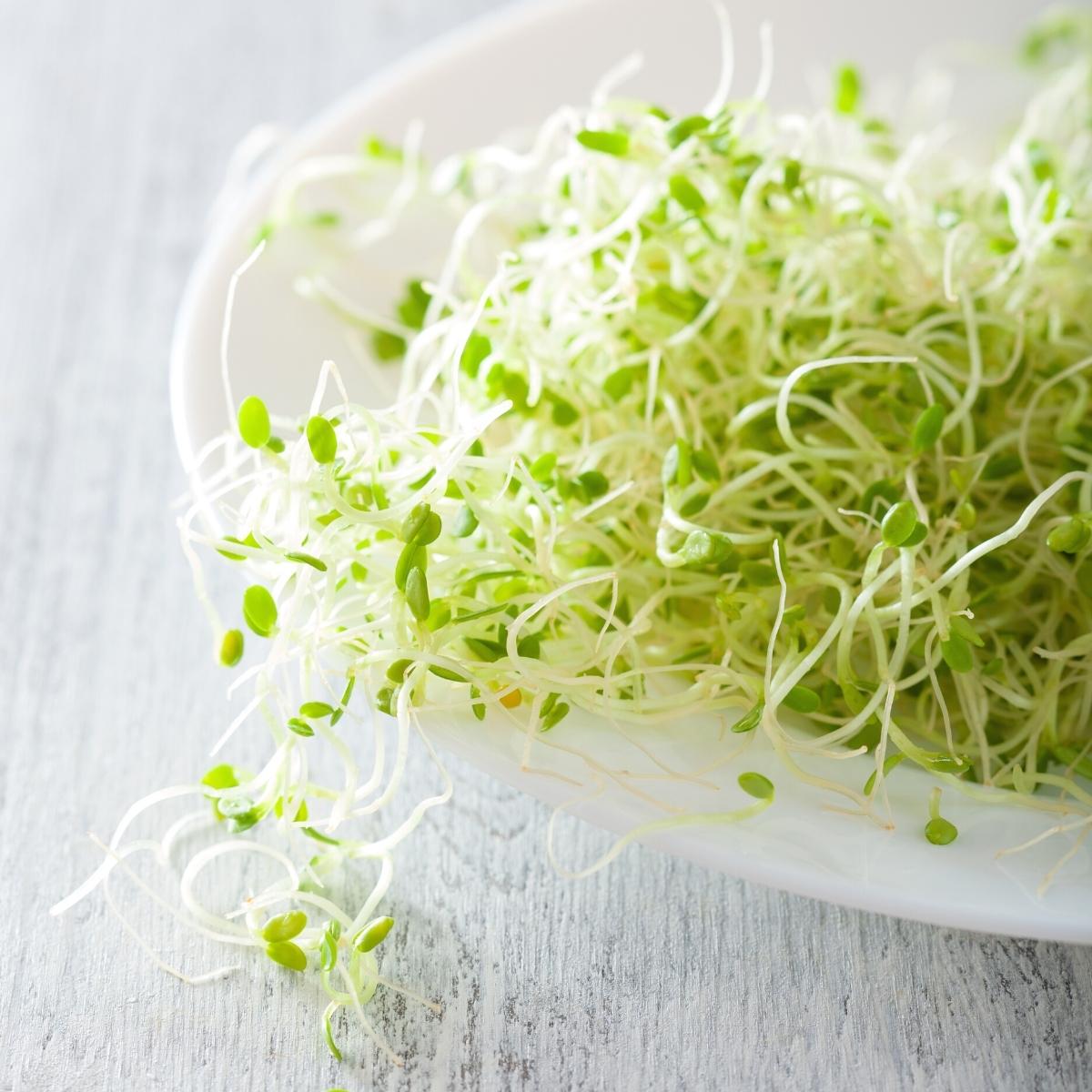 clover sprouts as suitable celery alternative.