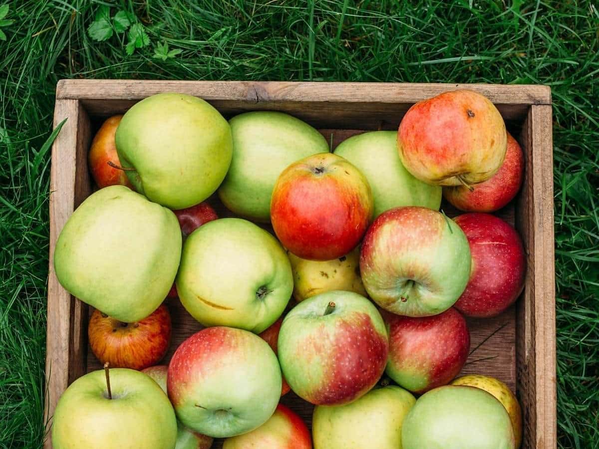 Rome Beauty - New England Apples