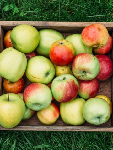 Best Storage Apples - How to Store Apples Long-Term