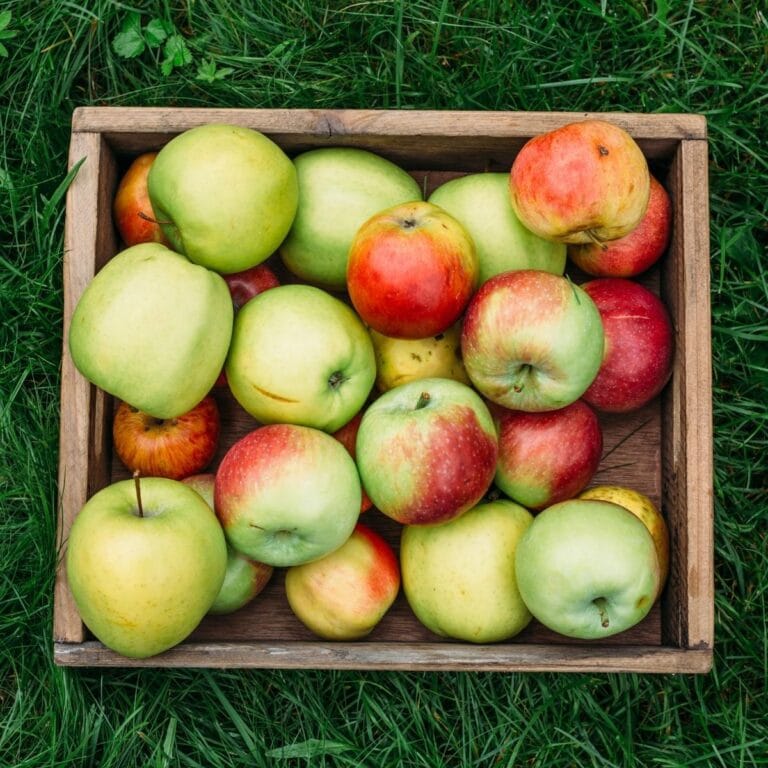 Best Storage Apples – How to Store Apples Long-Term