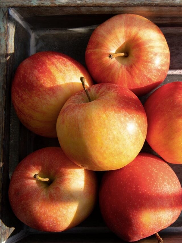 Winter Storage Apples – How to Store Apple Long-Term