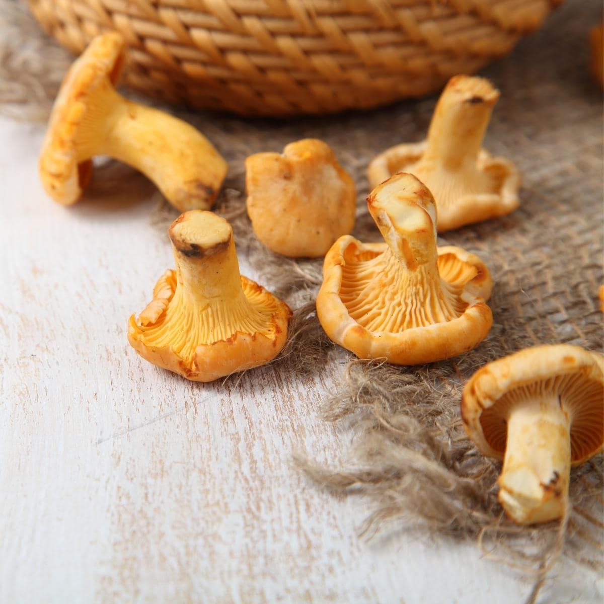 chanterelles.