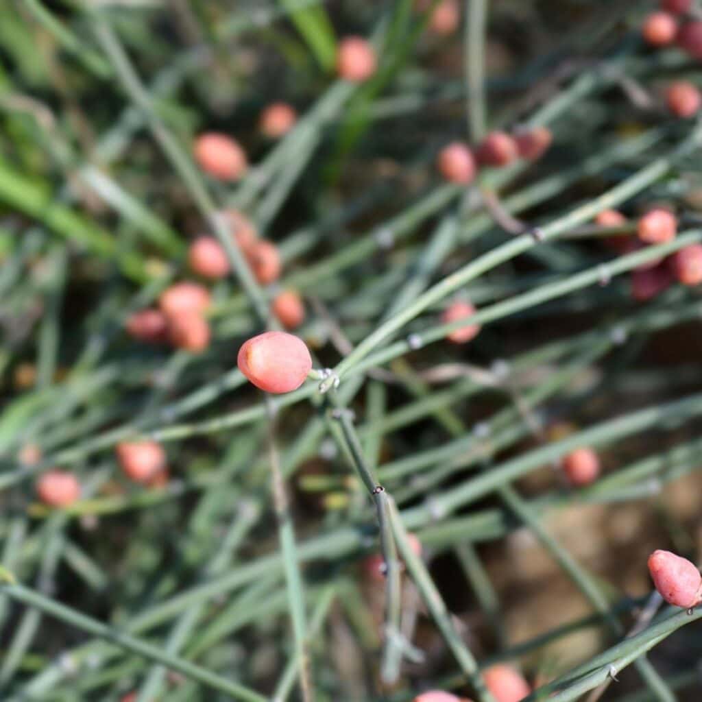 ephedra.