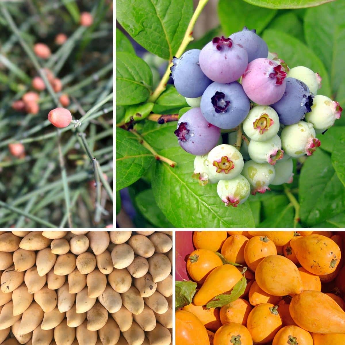 17 Amazing Fruits That Start With E - MOON and spoon and yum