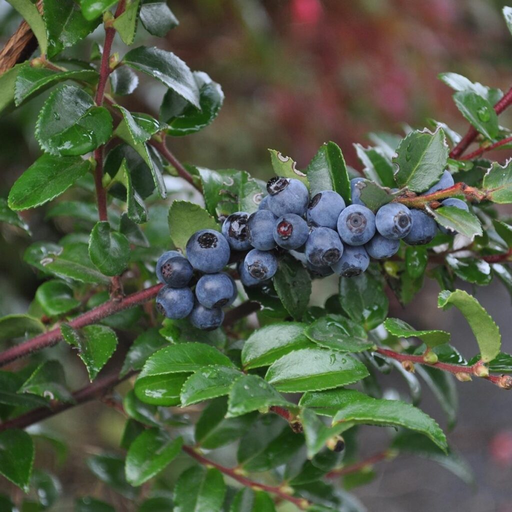 evergreen huckleberry.
