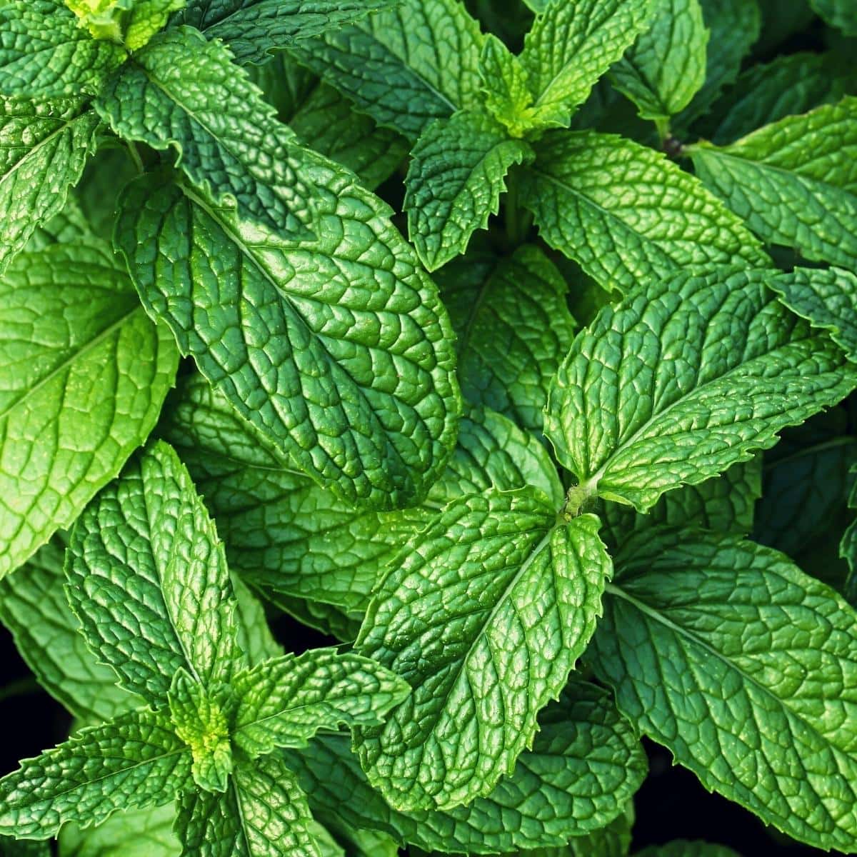 A close shot of fresh mint leaves.