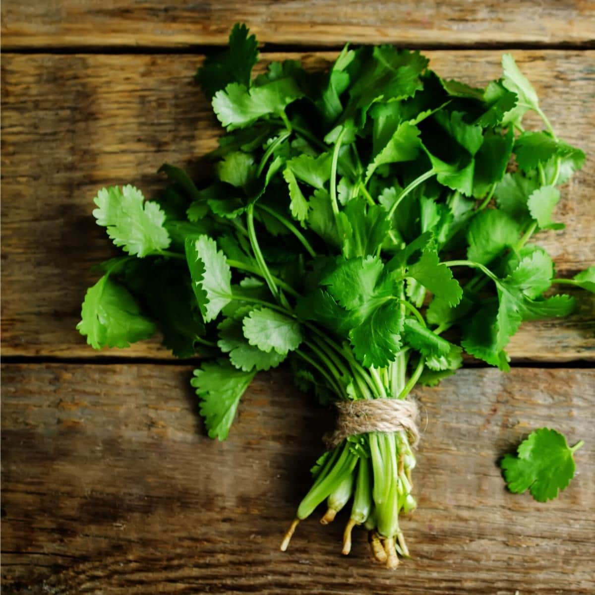 A fresh cilantro bundle on a wood table.