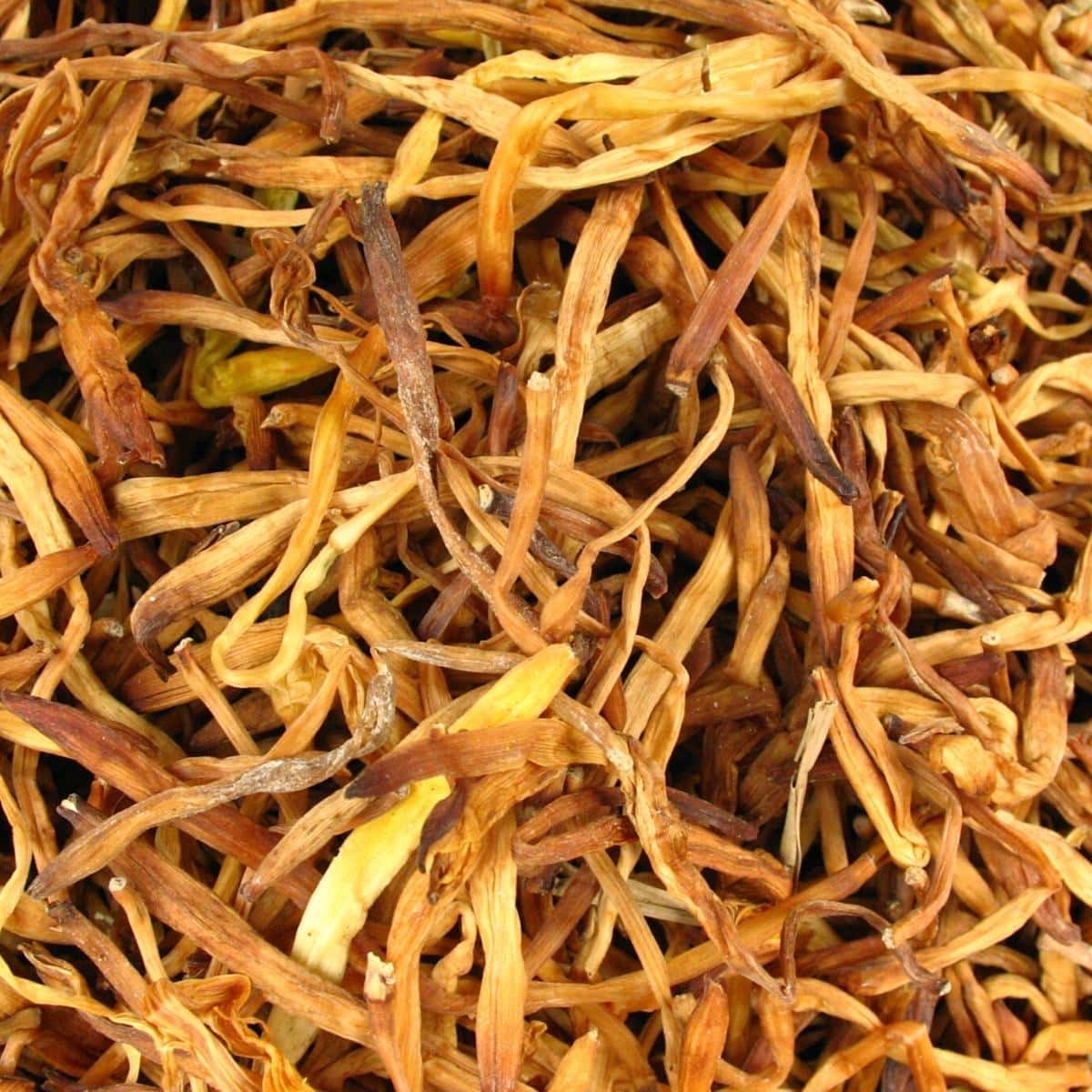 A close shot of dried lily buds.