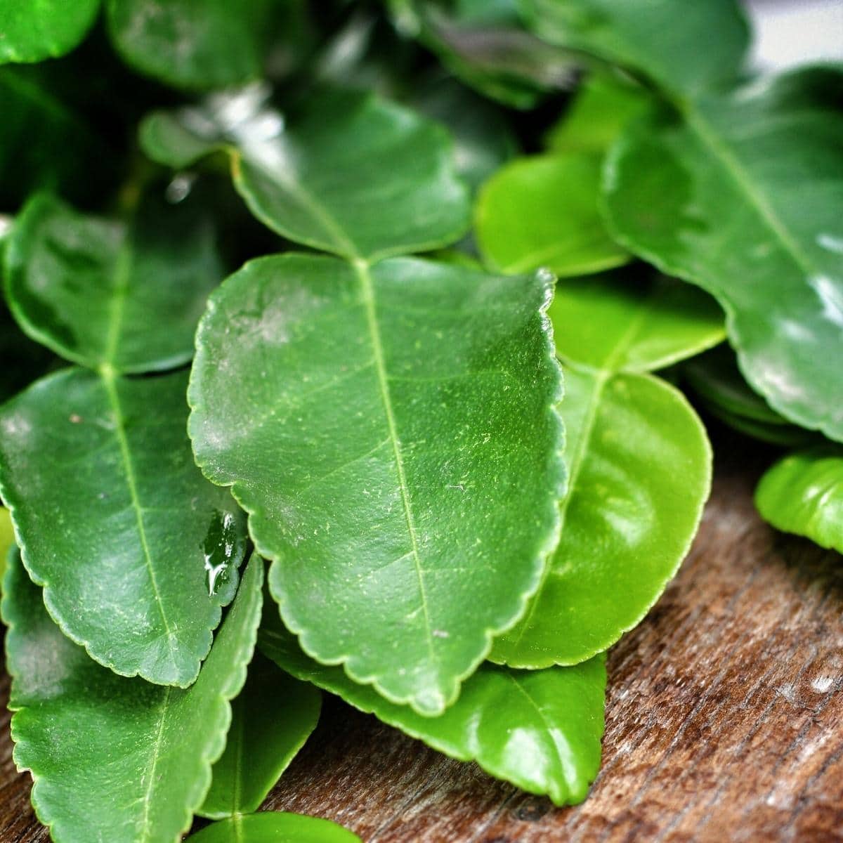 Close shot of green kaffir lime leaves.