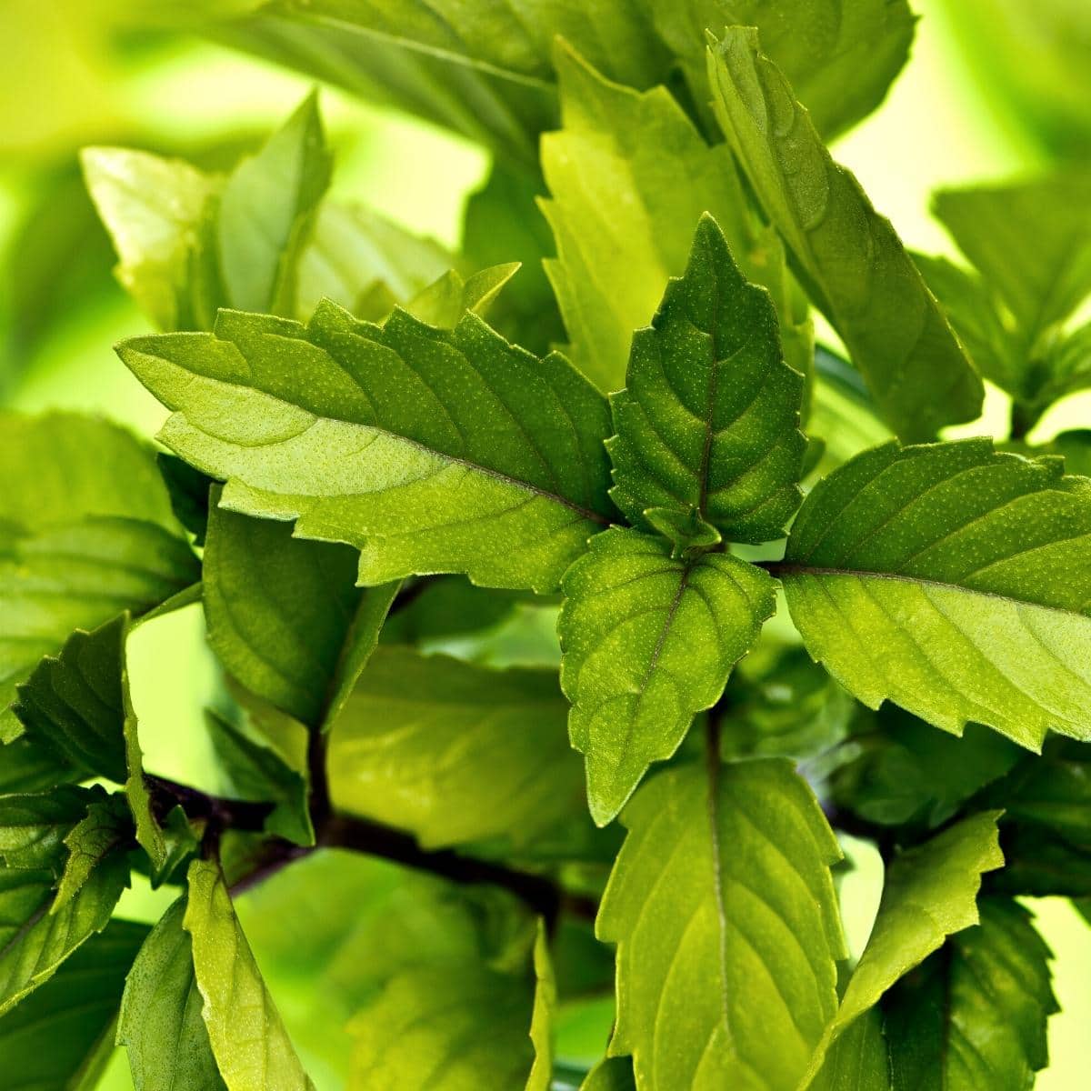 Fresh thai basil leaves.