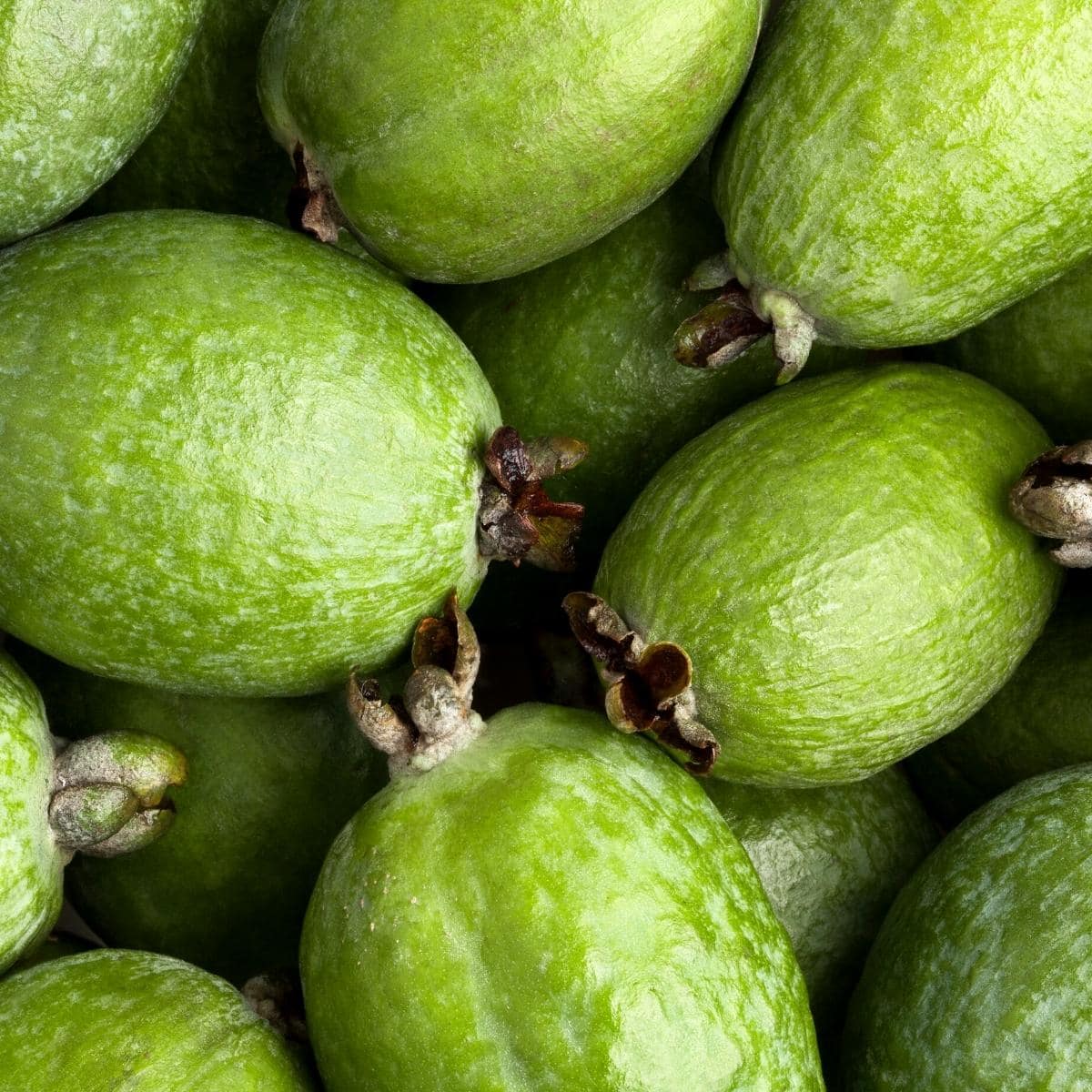 Bright green feijoa fruit in a large pile.