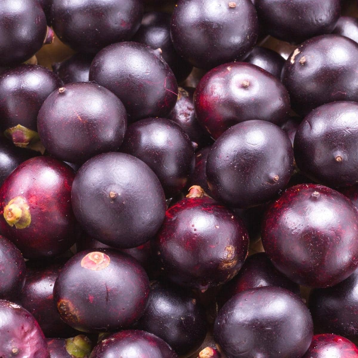 A close macro shot of fresh acai berries.