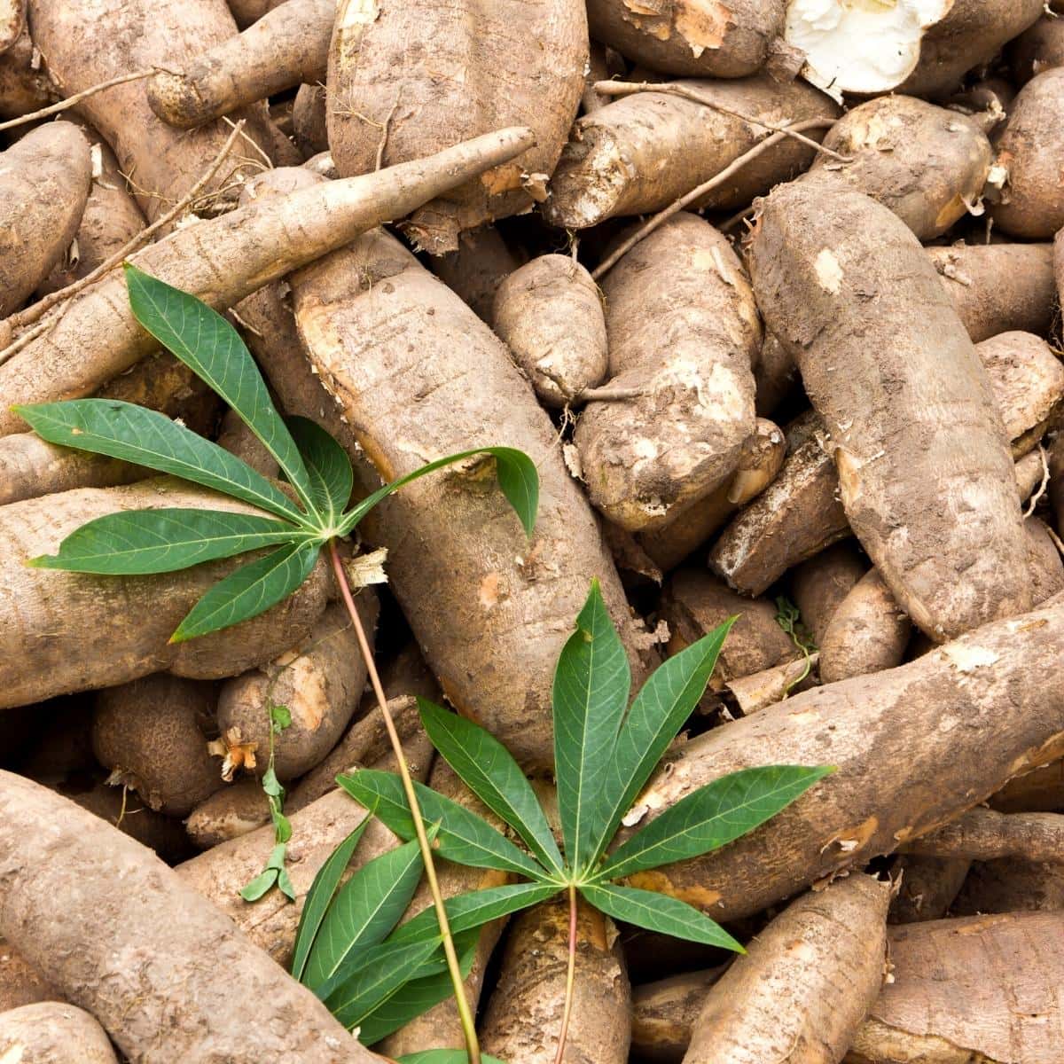 Cassava root, aka yuca or manioc.