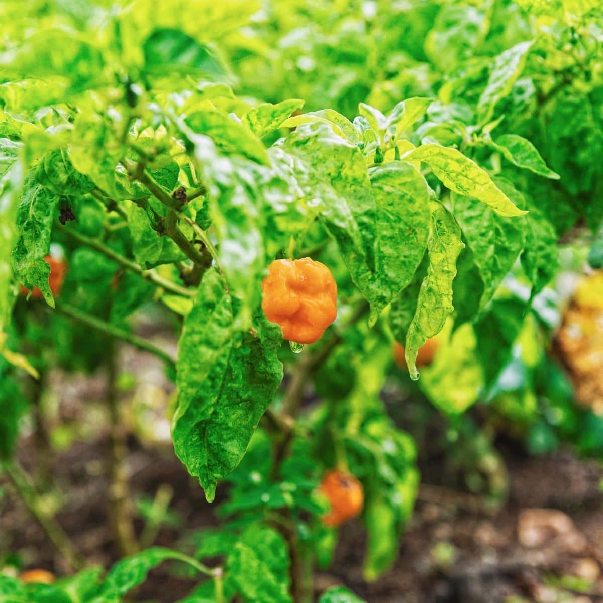 An orange scotch bonnet chili pepper on a green plant dripping with water.