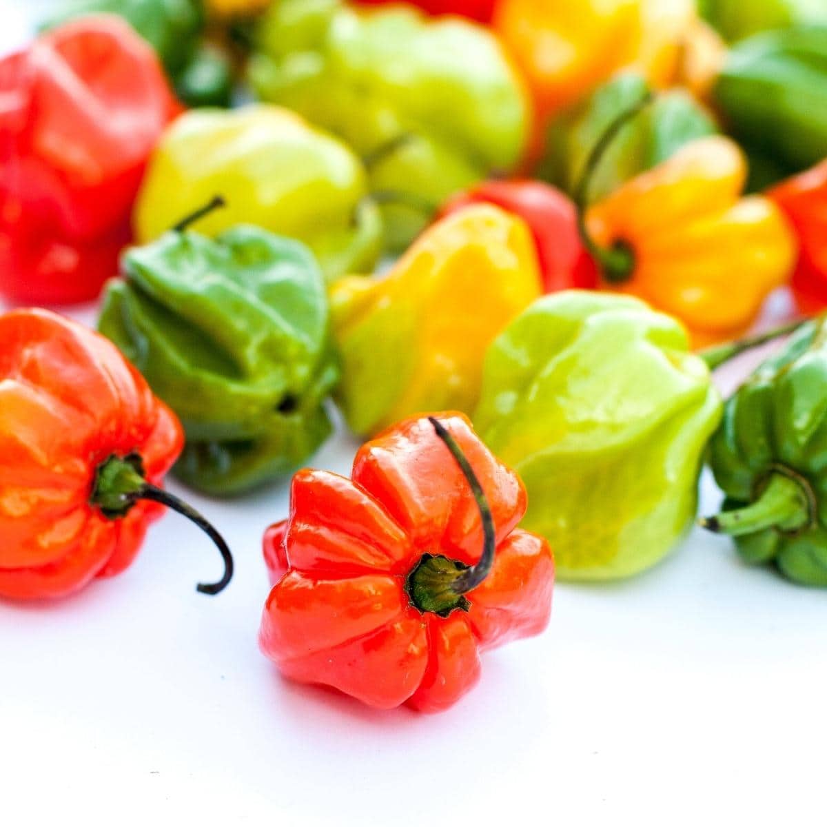 Colorful chili peppers resting on a white table.