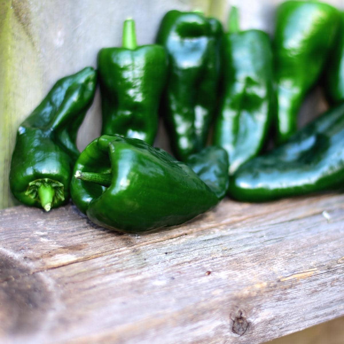 Fresh, dark green poblano peppers on a wooden table.