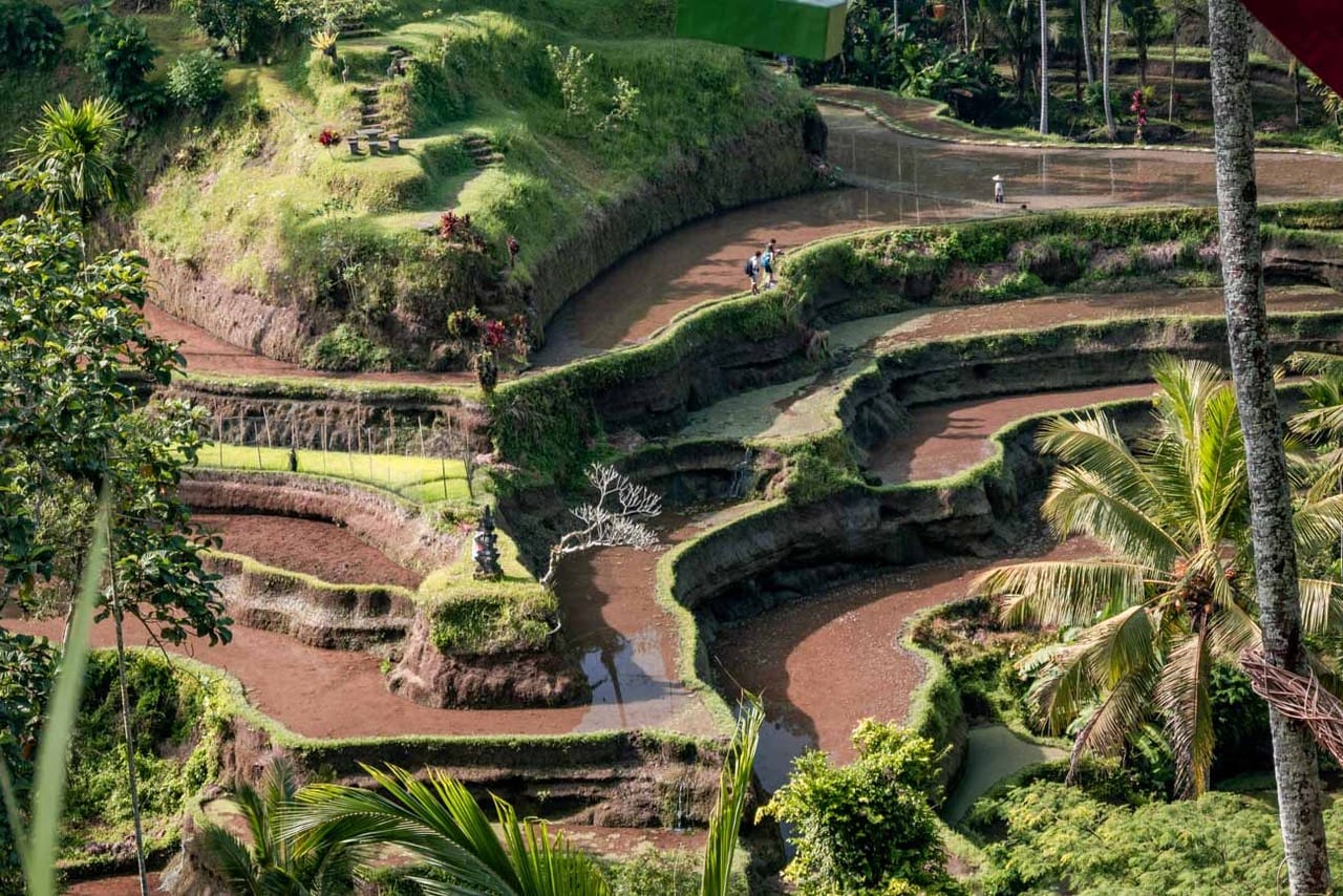 Green terraces in Bali Indonesia.