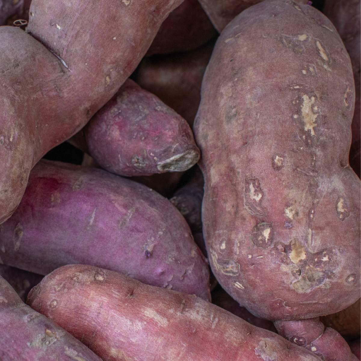 A close up of a pile of purple sweet potatoes.