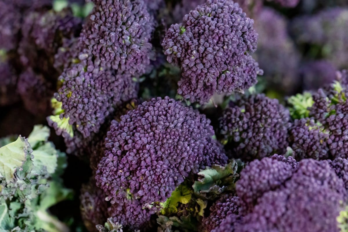A close up of purple broccoli.