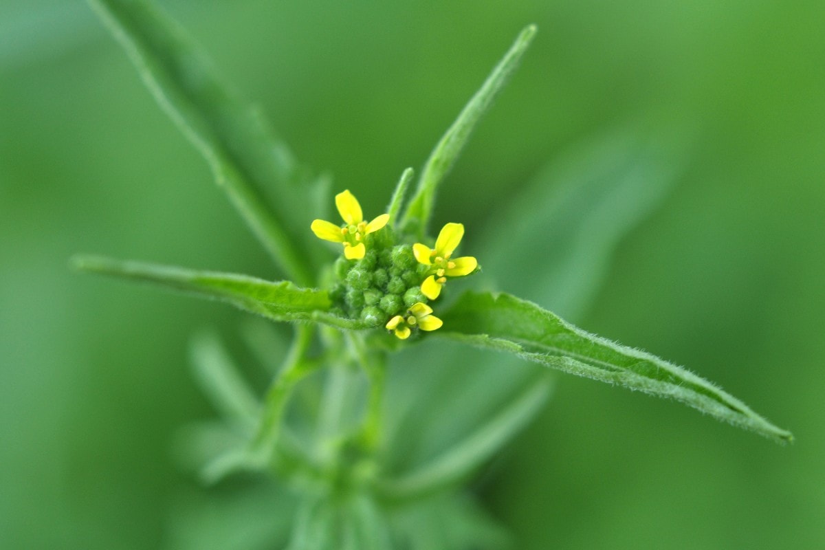 A close up of a yellow flower on a green background.
