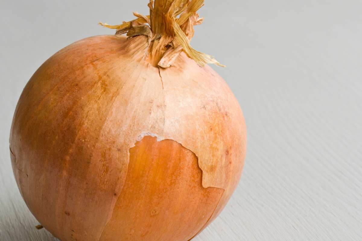 An onion is sitting on a white surface.